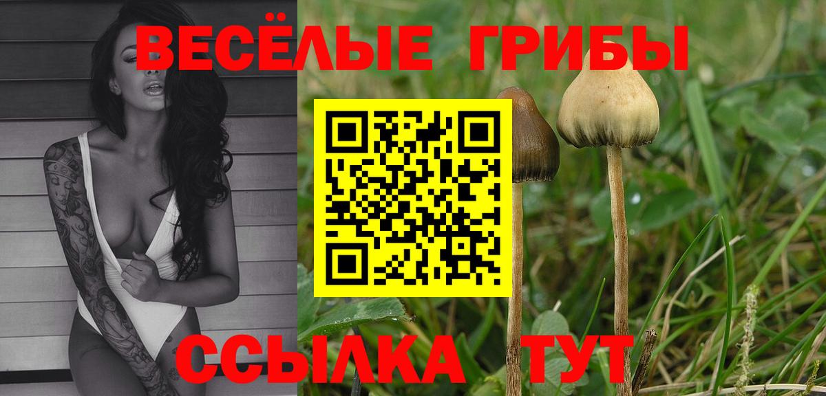 Нефтекумск  Псилоцибиновые грибы Cubensis  Вход с VPN 
